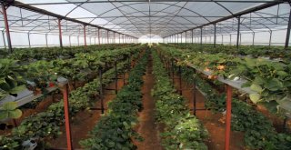 (Özel)Turizm Sektörünü Bıraktı, Memleketinde Toprak Kullanmadan Çilek Yetiştiriyor