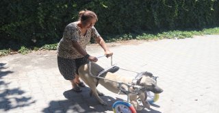 Yanlış Tedaviyle Ayakları Kesilen Köpeğe Yürüteç