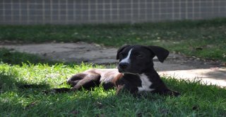 Kazazede Felçli Köpek Hayvan Barınağında Sağlığına Kavuştu