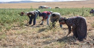 Bir Asırlık Kılıçlar Soğanının Hasadı Başladı