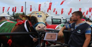 Çanlarla, Duvaklarla Süslenen Kurbanlıklar Podyumda Boy Gösterdi