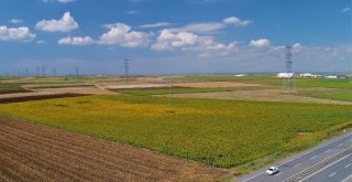 (Özel) Milyonlarca Ayçiçeğinin Havadan Görüntüsü Mest Etti