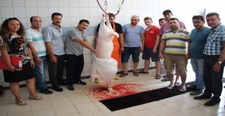 Antalyada Kurban Kesim Kursu