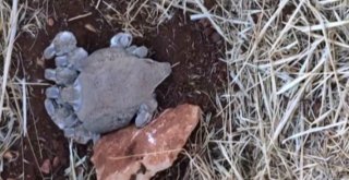 Keklikler Dakikalar İçerisinde Küle Döndü