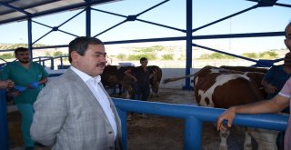 Başkan Eser Kurban Pazarında İncelemelerde Bulundu