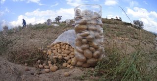 Kışlık Patates Tarladan Yola Çıktı