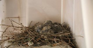 Kumru Helaya Yavruladı