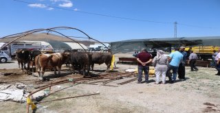 Kurban Bayramında 27 Bin 925 Hayvan Kesildi