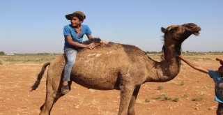Şanlıurfada Yetiştirilen Kurbanlık Develer Alıcılarını Bekliyor