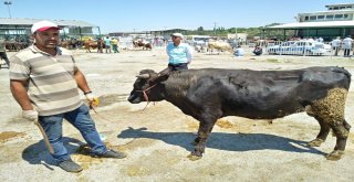 Malatya Hayvan Pazarında Arefe Yoğunluğu