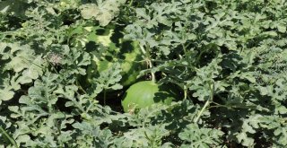 Yaz Yağmurları Karpuzu Vurdu, Festival Tehlikeye Girdi