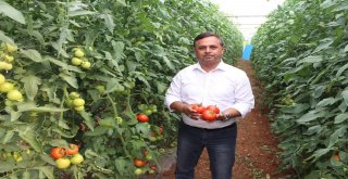 Çalda 3 Yıl Önce Başlatılan Örtü Altı Seracılık Meyvelerini Vermeye Başladı