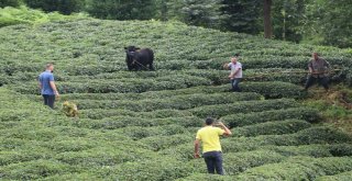 2 Kişiyi Yaralayan Boğa Uzun Uğraşlar Sonucu Yakalanabildi