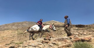 Terörün Yerini Huzura Bırakması İle Dağlar Ve Yaylalar Şenlendi