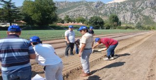 Eğirdir Fidanlık Müdürlüğü İle Batı Akdeniz Ormancılık Araştırma Enstitüsünden Ortak Çalışma