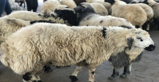 Siverekte Kurbanlıklar Pazara İndi