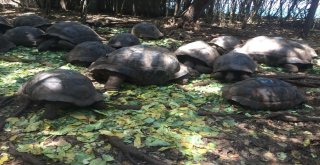 Dev Kaplumbağaların Yuvası: Changuu Adası