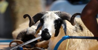 Kurban Pazarında Hareketlilik Devam Ediyor