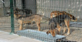 Şarkıcı Elnur Huseynov, Kastamonuda Sokak Hayvanları Yararına Şarkı Söyledi