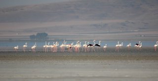 Seyfe Gölünde Flamingolar Arasındaki Turnalar Görenleri Şaşırttı