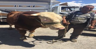 Kurban Pazarının Kralı