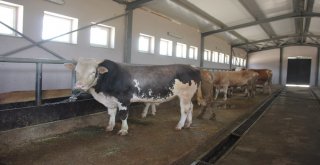 Bingölde Kurbanlık Satışları Başladı