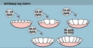 Kurbanlık Alırken Nelere Dikkat Etmeli