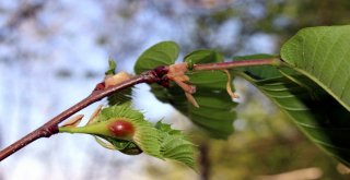 (Özel Haber) Katil Arılar Kestane Ağaçlarını Kuruttu