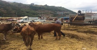 Bayramın İlk Gününde Kurbanlıkların Yarısı Satıldı