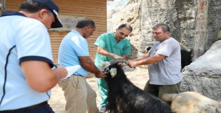 Kaçan Kurbanlıklar Bulunarak Sahibine Teslim Edildi