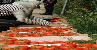 Erzincanda Domates Üretimi Artıyor