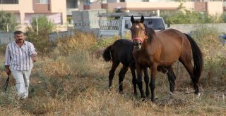 Çalındı Denilen İngiliz Atı Ve Yavrusu Bulundu