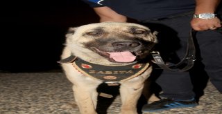 Aracın Arkasına Bağlayıp Sürüklenen Köpek Turizm Zabıtası Oldu