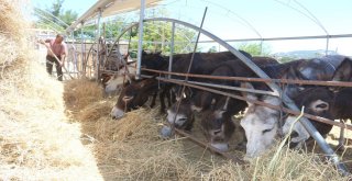 (Özel) Eşek Sütü Hem Şifa Hem De Kazanç Sağladı