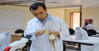 Bu Yaza Damgasını Vuran Soğan Tam Bir Şifa Deposu