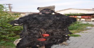 Keçi Derisi Giyip, Dana Kılından Bıyık Takıyorlar