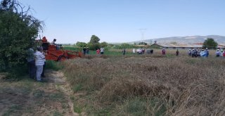 Gördesde Yerel Buğday Projesi Kapsamında Hasat Yapıldı