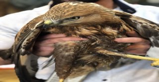 Karsta Vatandaşların Bulduğu Yaralı Kızıl Şahin Tedavi Edilecek