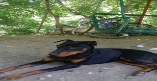 Köpeğini Bulana 7 Bin Tl Ödül Verecek