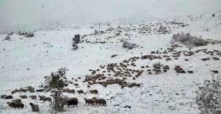 Erzincanda Kar Nedeniyle Koyun Sürüleri Yaylada Mahsur Kaldı