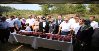 Vali Hanım Çileğinin İlk Hasadını Vali Hanım Yaptı