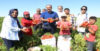 Belediye Başkanı Çiftçi İsot Hasadına Katıldı