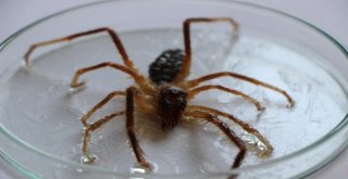 Sarı Kız Zararlı Değil Yararlı