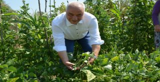 Başkan Tatlıoğlundan Yöre Kadınlarına İstihdam Desteği