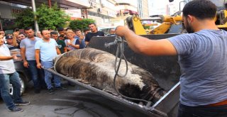 Limandan Kaçan Angus Kente Daldı