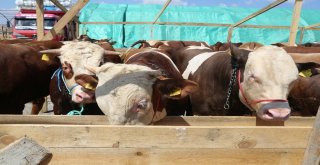 Kurbanların Gelmesiyle Hazırlıklar Tamamlandı