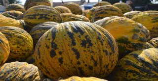 Çiftçiler Tütüncülüğü Bırakıp Kavuna Yöneliyor