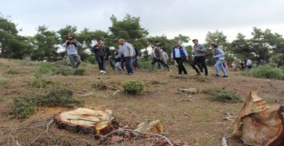 Ağaçların Tıraşlanmasına Köylülerden Tepki