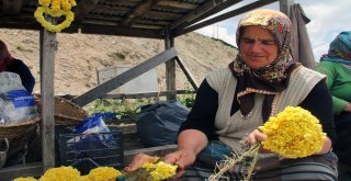 Giresun Yaylalarında Yetişen Bitkiler Yöre Halkının Geçim Kaynağı
