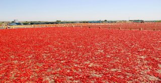 Şanlıurfada İsotun Üretim Serüveni Başladı
